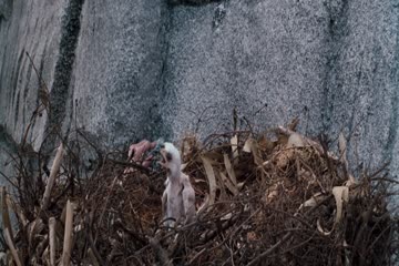 Ace Ventura When Nature Calls 1995 Dub in Hindi thumb