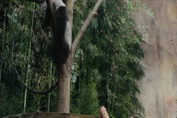 Panda Plan 2024 Dub iN Hindi thumb