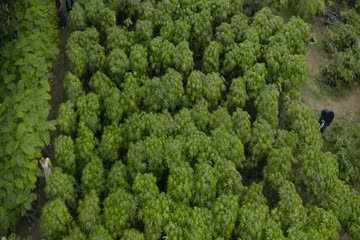 Saaree 2025 DVD Rip thumb