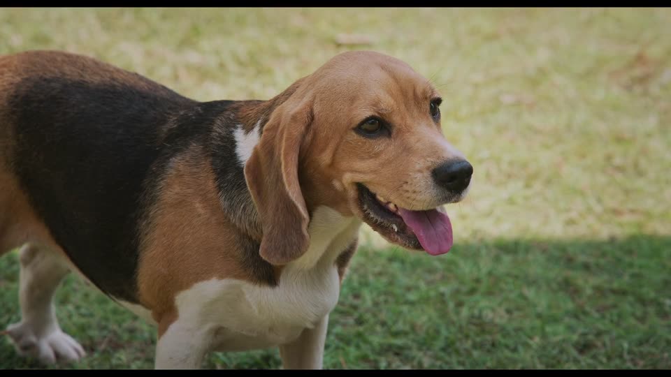 Lucky the Superstar (2026) Hindi Dubbed Movie video thumbnail 5
